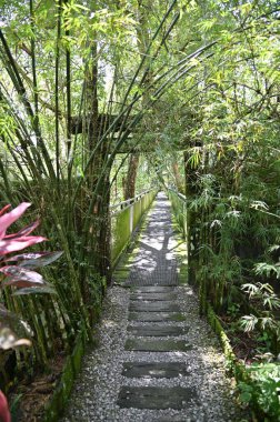 Hayvanların, timsahların ve timsahların fotoğrafları.