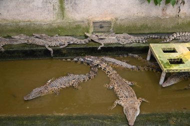 Hayvanların, timsahların ve timsahların fotoğrafları.