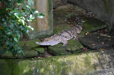 Hayvanların, timsahların ve timsahların fotoğrafları.