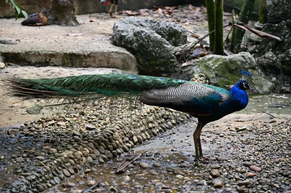 Photos Animals Peacock — Stock Photo, Image