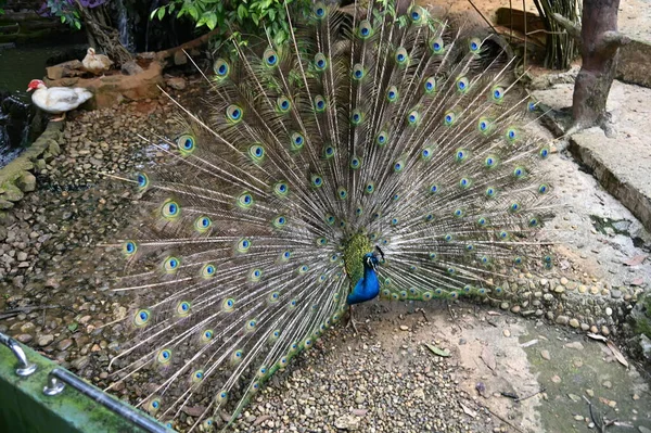 Fotos Animales Pavo Real — Foto de Stock