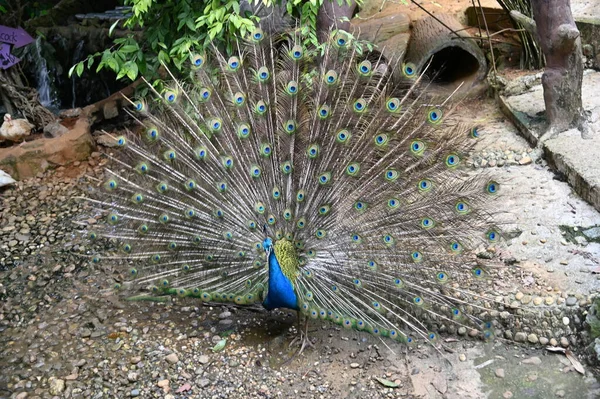 Photos Animals Peacock — Stock Photo, Image