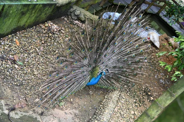 Photos Animals Peacock — Stock Photo, Image