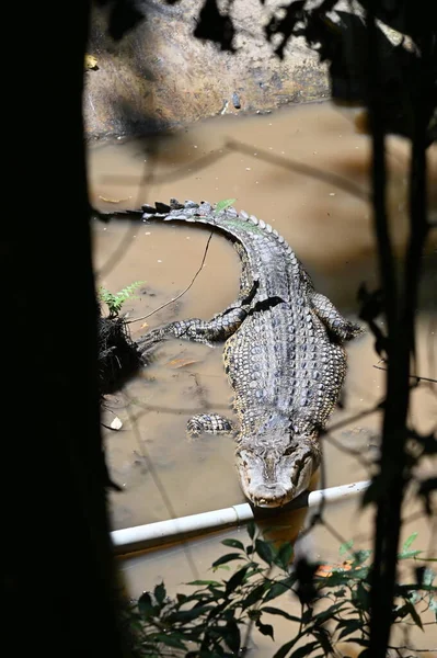Fotos Animais Crocodilos Jacarés — Fotografia de Stock