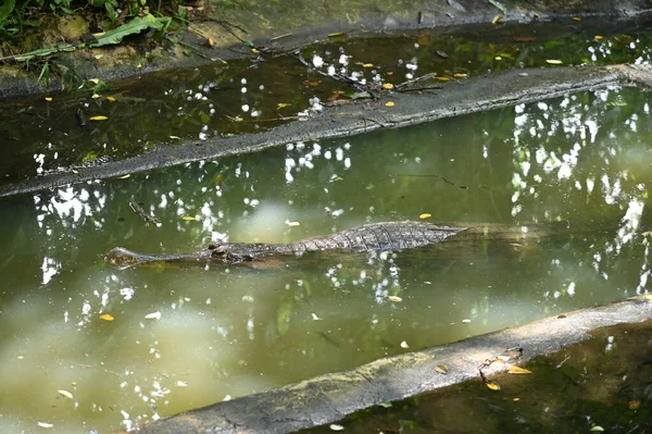 Фотографії Тварин Крокодили Алігатори — стокове фото