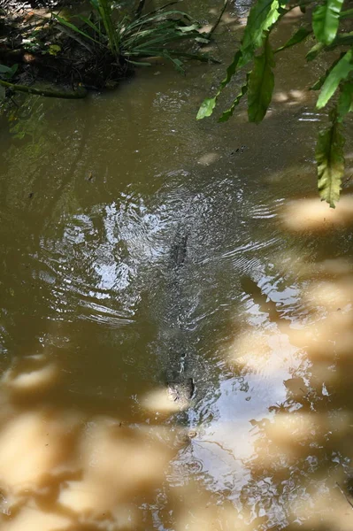 Hayvanların, timsahların ve timsahların fotoğrafları.