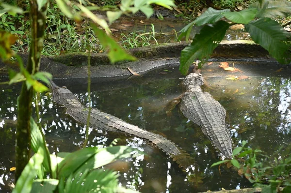 Fotos Von Tieren Krokodile Und Alligatoren — Stockfoto