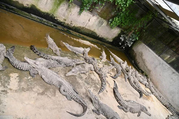 Fotos Von Tieren Krokodile Und Alligatoren — Stockfoto