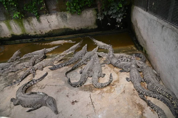 Fotos Von Tieren Krokodile Und Alligatoren — Stockfoto