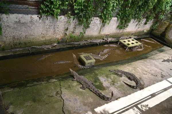 Photos Animals Crocodiles Alligators — Stock Photo, Image
