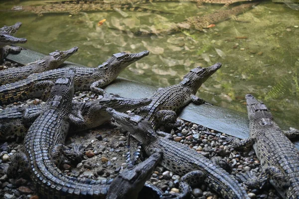 Fotos Von Tieren Krokodile Und Alligatoren — Stockfoto