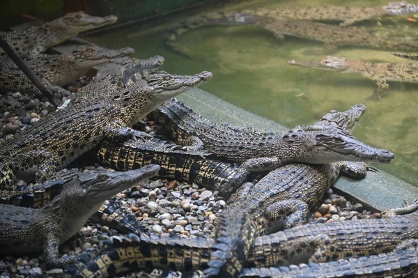 Fotos Von Tieren Krokodile Und Alligatoren — Stockfoto