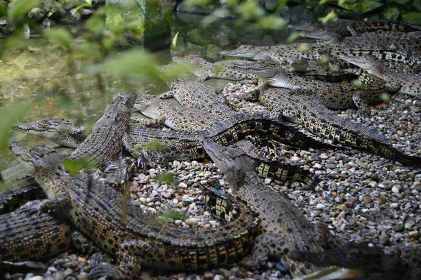 Fotos Animais Crocodilos Jacarés — Fotografia de Stock