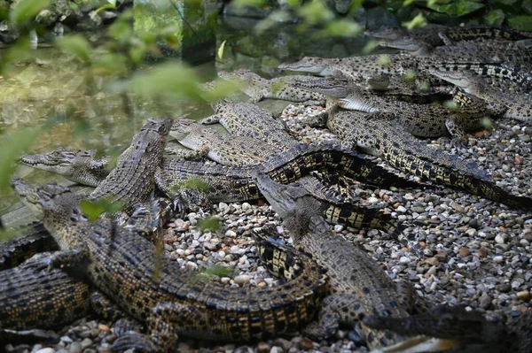 Fotos Von Tieren Krokodile Und Alligatoren — Stockfoto