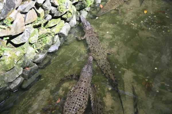 Fotos Von Tieren Krokodile Und Alligatoren — Stockfoto