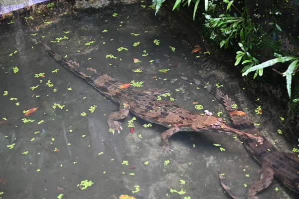 Fotos Von Tieren Krokodile Und Alligatoren — Stockfoto