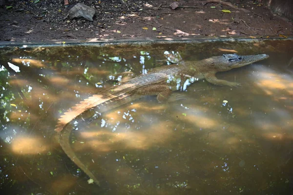 Zdjęcia Zwierząt Krokodyle Aligatory — Zdjęcie stockowe