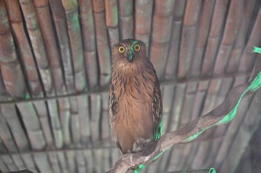 Hayvanların fotoğrafları, baykuşlar.