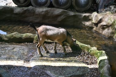 Hayvanların fotoğrafları - koyunlar, geyikler, tavşanlar, kuşlar, kaplumbağalar, hindiler ve diğer çiftlik hayvanları