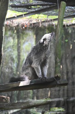 Hayvanların fotoğrafları - koyunlar, geyikler, tavşanlar, kuşlar, kaplumbağalar, hindiler ve diğer çiftlik hayvanları