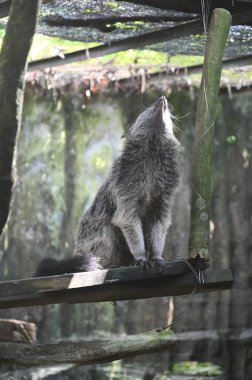 Hayvanların fotoğrafları - koyunlar, geyikler, tavşanlar, kuşlar, kaplumbağalar, hindiler ve diğer çiftlik hayvanları