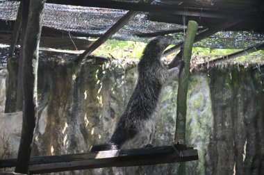 Hayvanların fotoğrafları - koyunlar, geyikler, tavşanlar, kuşlar, kaplumbağalar, hindiler ve diğer çiftlik hayvanları