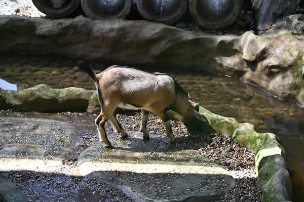 Hayvanların fotoğrafları - koyunlar, geyikler, tavşanlar, kuşlar, kaplumbağalar, hindiler ve diğer çiftlik hayvanları