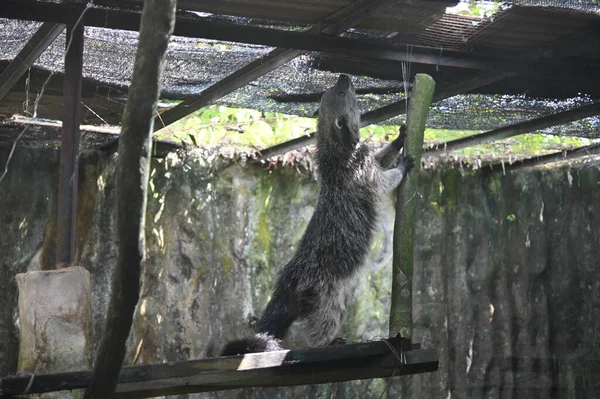 Hayvanların fotoğrafları - koyunlar, geyikler, tavşanlar, kuşlar, kaplumbağalar, hindiler ve diğer çiftlik hayvanları