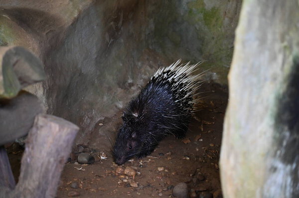 Фотографии животных - овец, оленей, кроликов, птиц, черепах, индюков и других сельскохозяйственных животных