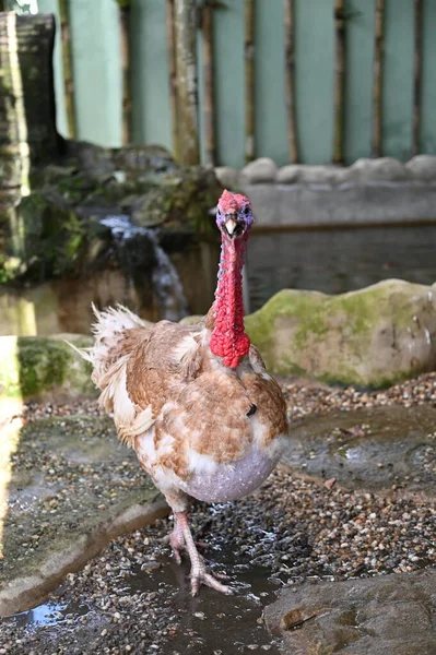 Fotos Animales Ovejas Ciervos Conejos Aves Tortugas Pavos Otros Animales — Foto de Stock