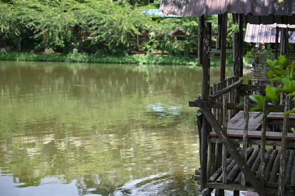 Fotos Animales Ovejas Ciervos Conejos Aves Tortugas Pavos Otros Animales —  Fotos de Stock