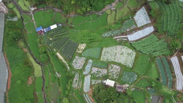 Cameron Highlands Pahang Malaysia Maj 2022 Allmänt Landskap Utsikt Över — Stockvideo