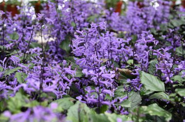 Cameron Highlands Malezya 'sının Güzel Çiçek ve Çimen Yatakları