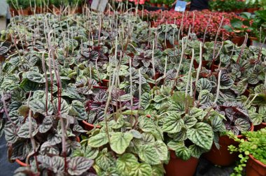 Cameron Highlands Malezya 'sının Güzel Çiçek ve Çimen Yatakları