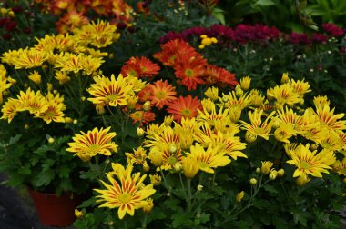 Cameron Highlands Malezya 'sının Güzel Çiçek ve Çimen Yatakları