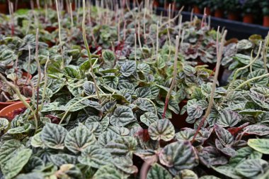 Cameron Highlands Malezya 'sının Güzel Çiçek ve Çimen Yatakları