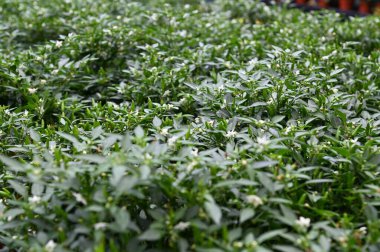 Cameron Highlands Malezya 'sının Güzel Çiçek ve Çimen Yatakları