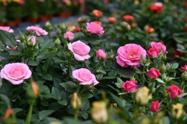 Cameron Highlands Malezya 'sının Güzel Çiçek ve Çimen Yatakları