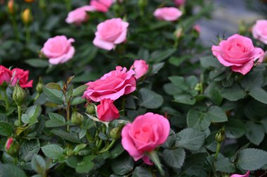 Cameron Highlands Malezya 'sının Güzel Çiçek ve Çimen Yatakları