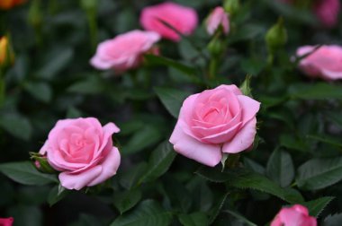 Cameron Highlands Malezya 'sının Güzel Çiçek ve Çimen Yatakları