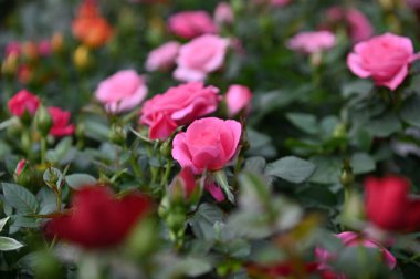 Cameron Highlands Malezya 'sının Güzel Çiçek ve Çimen Yatakları