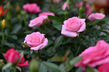Cameron Highlands Malezya 'sının Güzel Çiçek ve Çimen Yatakları