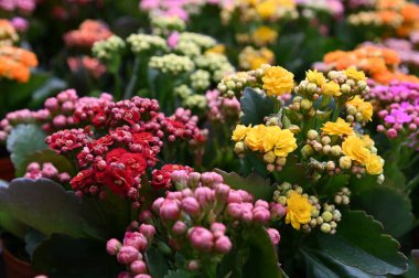 Cameron Highlands Malezya 'sının Güzel Çiçek ve Çimen Yatakları