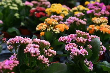 Cameron Highlands Malezya 'sının Güzel Çiçek ve Çimen Yatakları