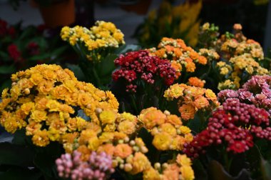 Cameron Highlands Malezya 'sının Güzel Çiçek ve Çimen Yatakları