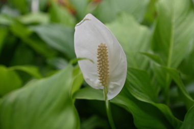 Cameron Highlands Malezya 'sının Güzel Çiçek ve Çimen Yatakları