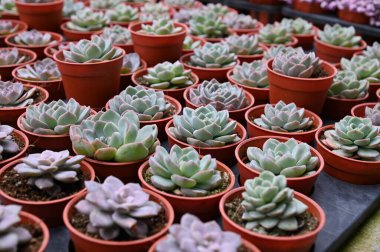 Cameron Highlands Malezya 'sının Güzel Çiçek ve Çimen Yatakları