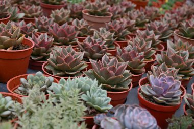 Cameron Highlands Malezya 'sının Güzel Çiçek ve Çimen Yatakları