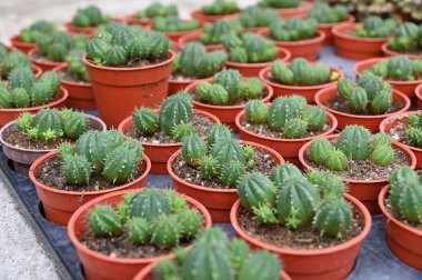 Cameron Highlands Malezya 'sının Güzel Çiçek ve Çimen Yatakları