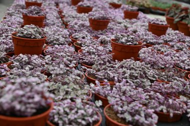 Cameron Highlands Malezya 'sının Güzel Çiçek ve Çimen Yatakları